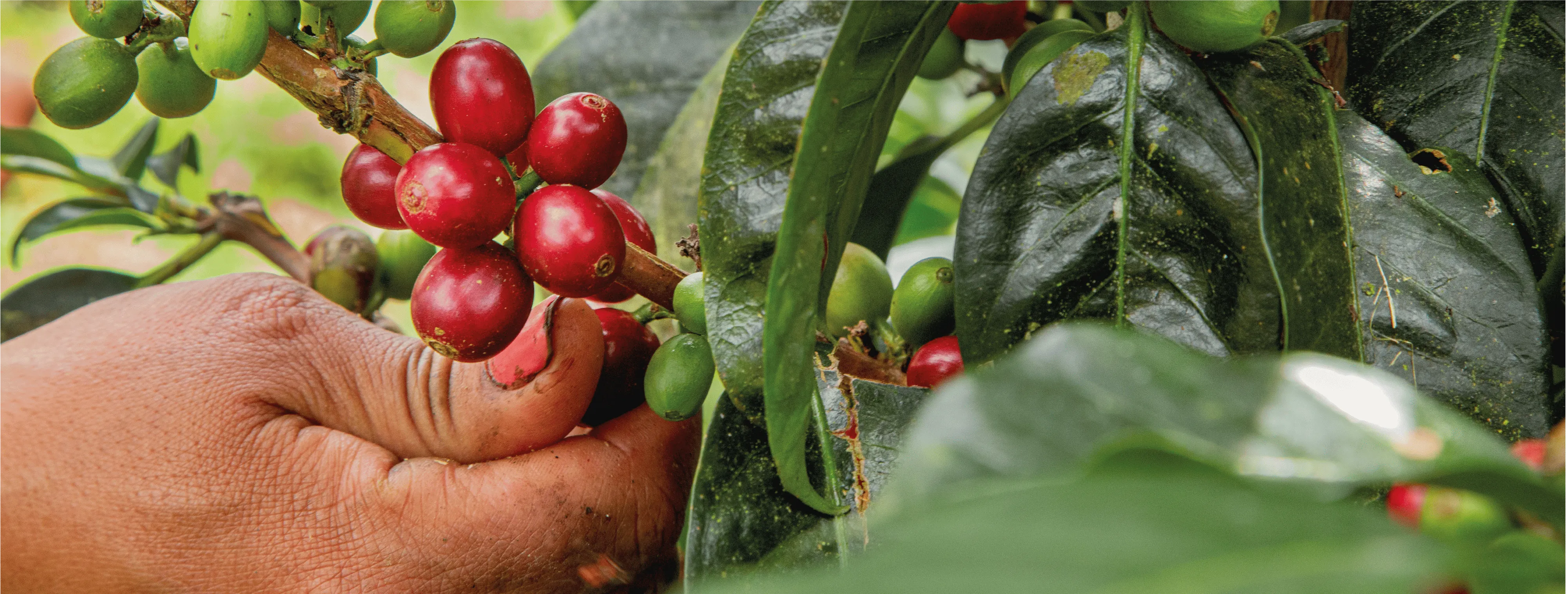 Cambio Climático y Café